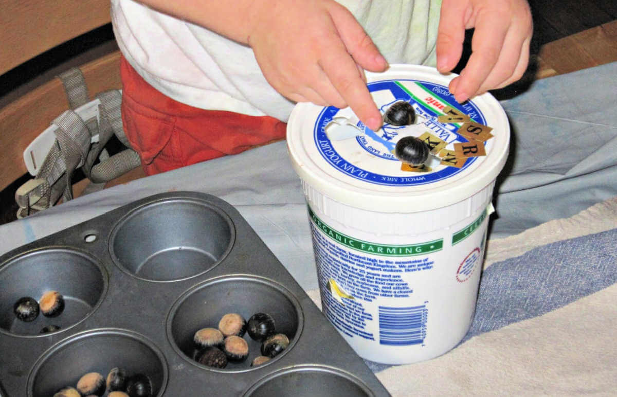 Child dropping acorns through holes in the top of a large yogurt container