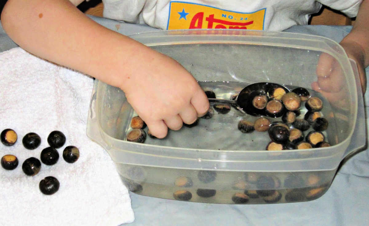Child washing acorns in plastic container