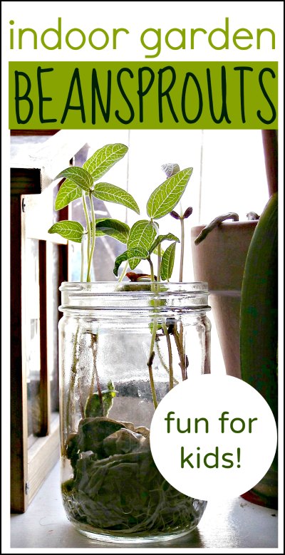 Grow beans indoors - a fun gardening project for kids! 