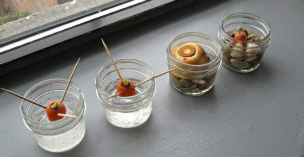 Regrow carrot scraps as an indoor nature activity in winter.