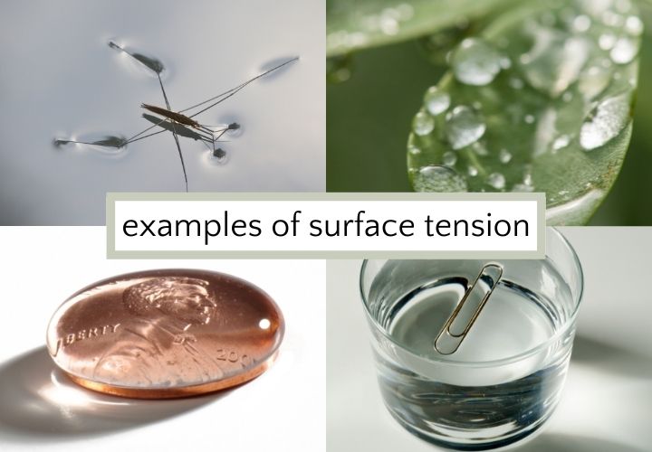 surface tension photographs of bug on water, drops on leaf, penny with water on top and paper clip in glass of water