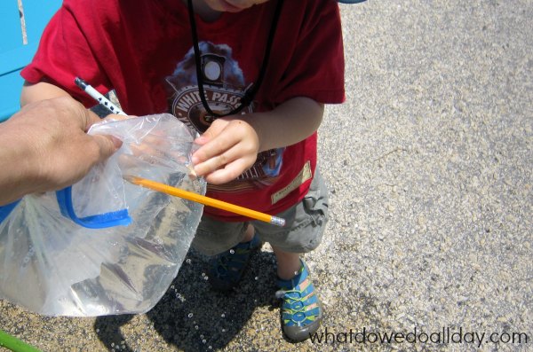 Bag and pencil science experiment. 