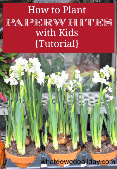 How to plant paperwhites indoors with kids for fragrant beautiful blooms. It's easy! Promise.