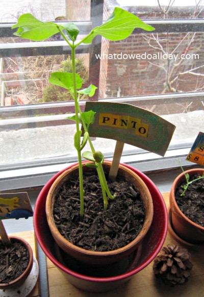 Growing beans indoors to observe plant science with kids