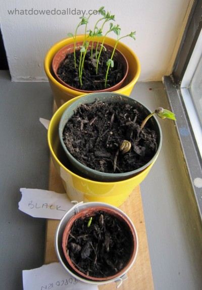 Indoor window garden for kids with beans