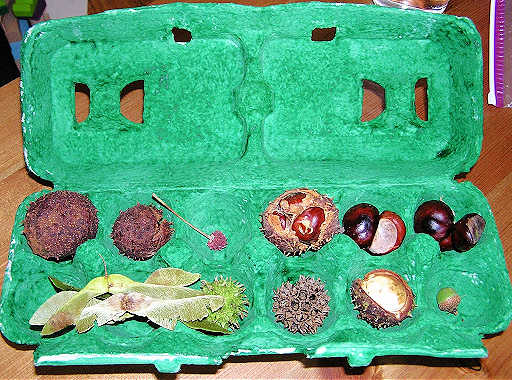 seed collection in green egg carton