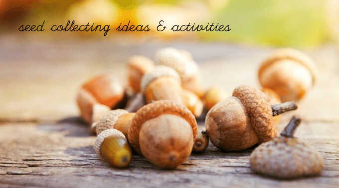 Acorns for seed collecting activities for kids